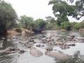 17.8.: Začetek Safari-ja z obiskom kačje farme in nacionalnega parka Manyara  